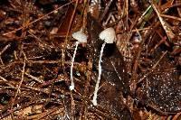 Mycena perlae image