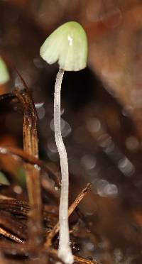 Mycena perlae image