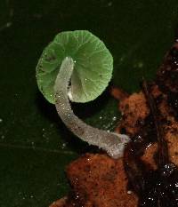 Mycena perlae image