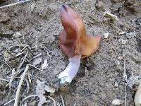 Gyromitra infula image