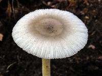 Amanita farinosa image