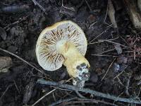 Cortinarius triumphans image