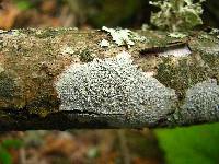 Lecanora caesiorubella image