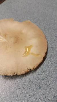 Amanita suballiacea image