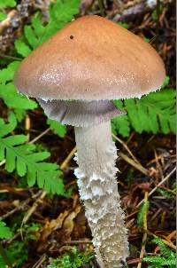 Stropharia hornemannii image