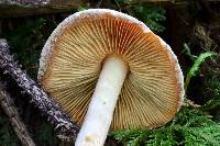 Pholiota astragalina image