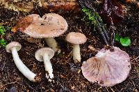 Lactarius uvidus image