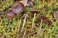 Psilocybe montana image