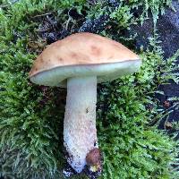 Boletus subglabripes image