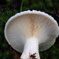 Lactarius resimus image