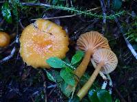 Hygrocybe laeta var. laeta image