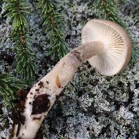 Hygrophorus pustulatus image