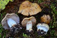 Cortinarius glaucopus image