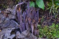 Alloclavaria purpurea image