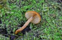 Pholiota granulosa image