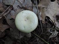 Lactarius maculatipes image