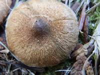 Inocybe dulcamara image