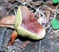 Boletus rubellus image