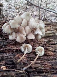 Mycena inclinata image