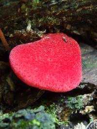 Fistulina hepatica image