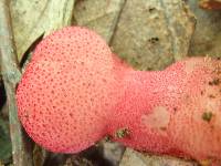 Fistulina hepatica image