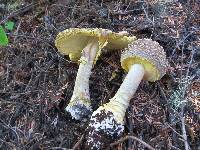 Amanita augusta image