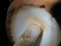 Battarrea phalloides image