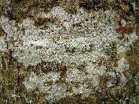 Lecanora caesiorubella image