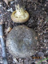 Lactarius sordidus image