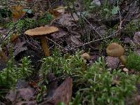 Cortinarius semisanguineus image