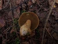 Suillus variegatus image