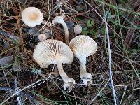 Clitocybe rivulosa image