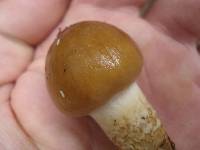 Cortinarius trivialis image