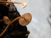 Collybia cirrhata image