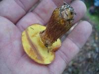 Suillus grevillei image