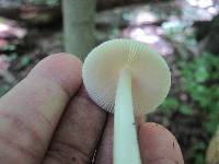 Amanita homolae image