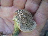 Boletus chrysenteron image