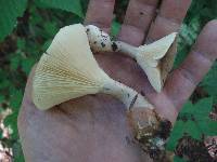 Ampulloclitocybe clavipes image