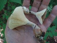 Ampulloclitocybe clavipes image