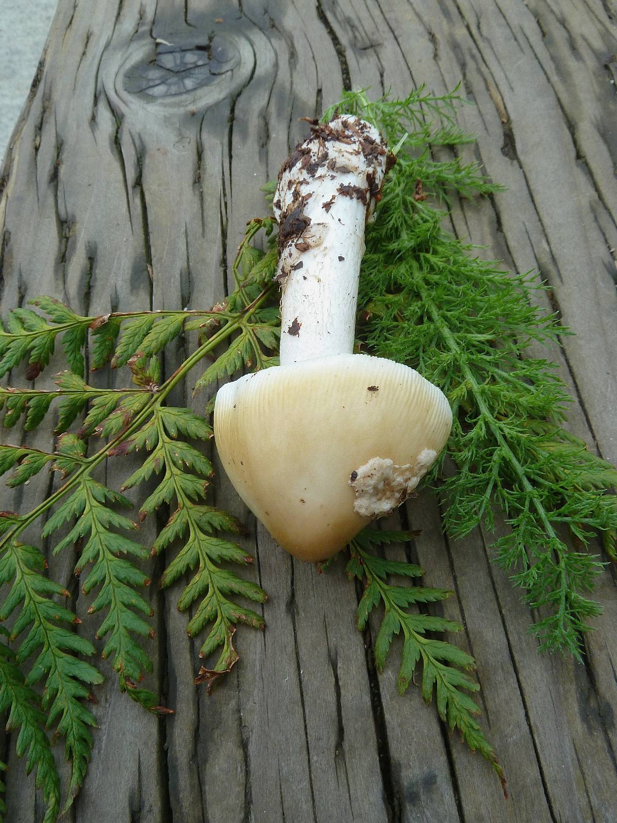 Amanita groenlandica image