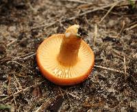 Lactarius hygrophoroides image