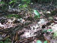 Cantharellus subalbidus image