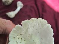 Amanita homolae image