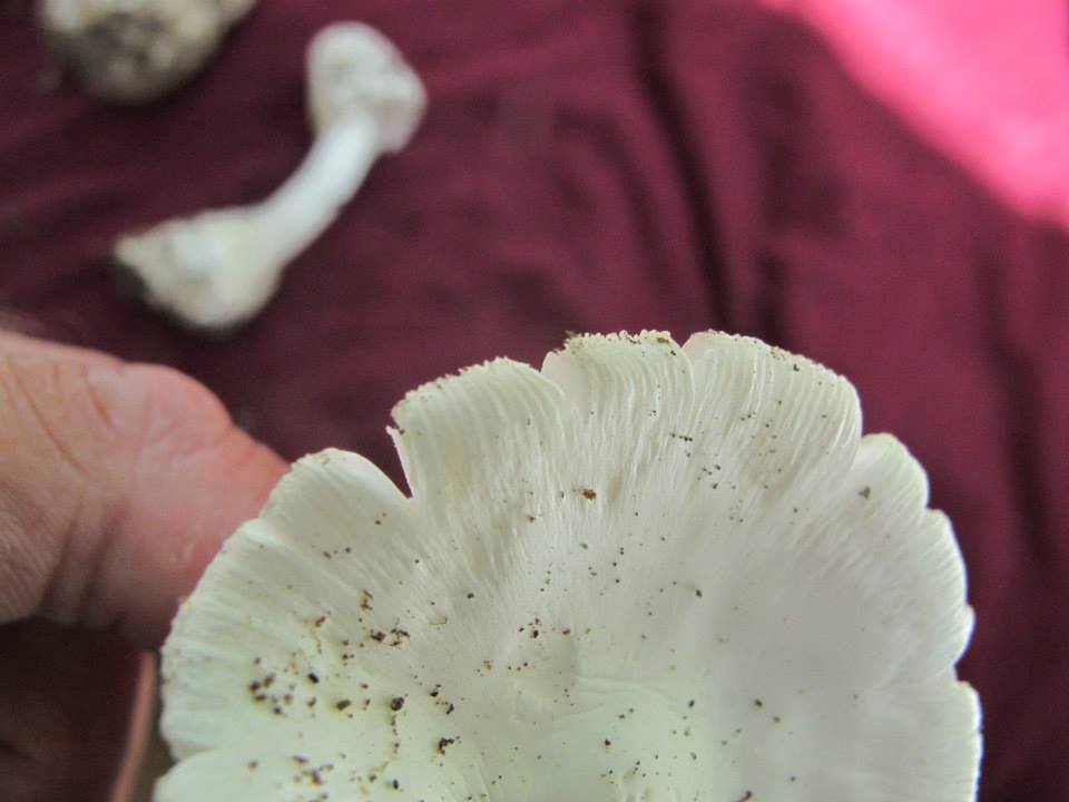 Amanita homolae image