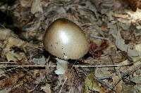 Amanita spreta image