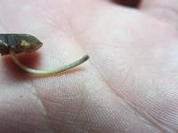 Pluteus podospileus image