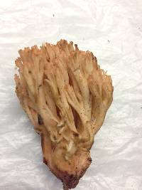 Ramaria botrytoides image