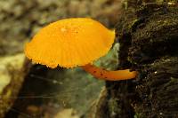 Humidicutis marginata image