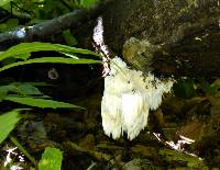 Hericium americanum image