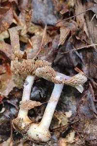 Cortinarius obliquus image